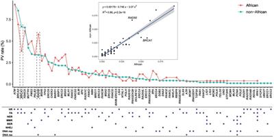Pathogenic variants in human DNA damage repair genes mostly arose after the latest human out-of-Africa migration